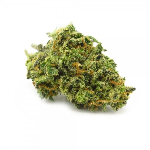 colorado cannabis for sale